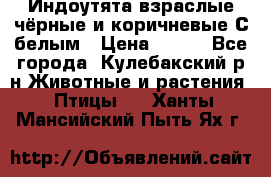 Индоутята взраслые чёрные и коричневые С белым › Цена ­ 450 - Все города, Кулебакский р-н Животные и растения » Птицы   . Ханты-Мансийский,Пыть-Ях г.